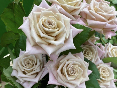 роза Menta роза Menta