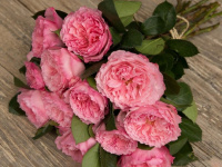 Mayra Pink1 Mayra Pink1