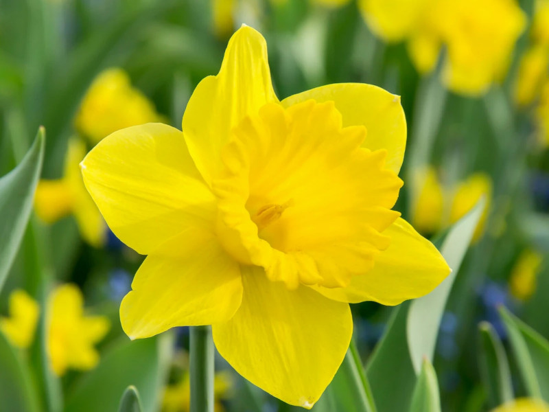 Нарцисс Dutch Master (Дач Мастер) нарцисс dutch master (дач мастер)