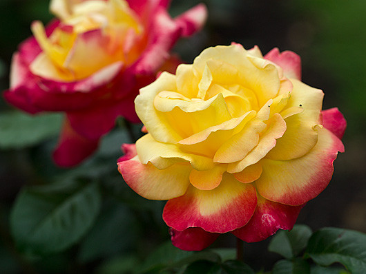 НоменклатураПрисоединенныеФайлы НоменклатураПрисоединенныеФайлы