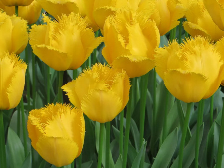 тюльпан криспи мери тюльпан криспи мери