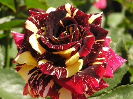 роза ФОкус покус1 роза ФОкус покус1