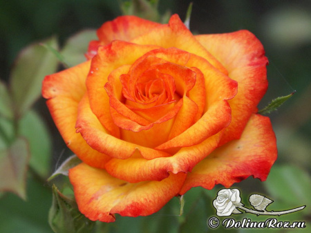 High Magic1-800с High Magic1-800с