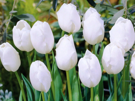 тюльпан болроял Сильвер тюльпан болроял Сильвер