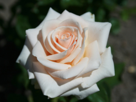 роза ла перла роза ла перла