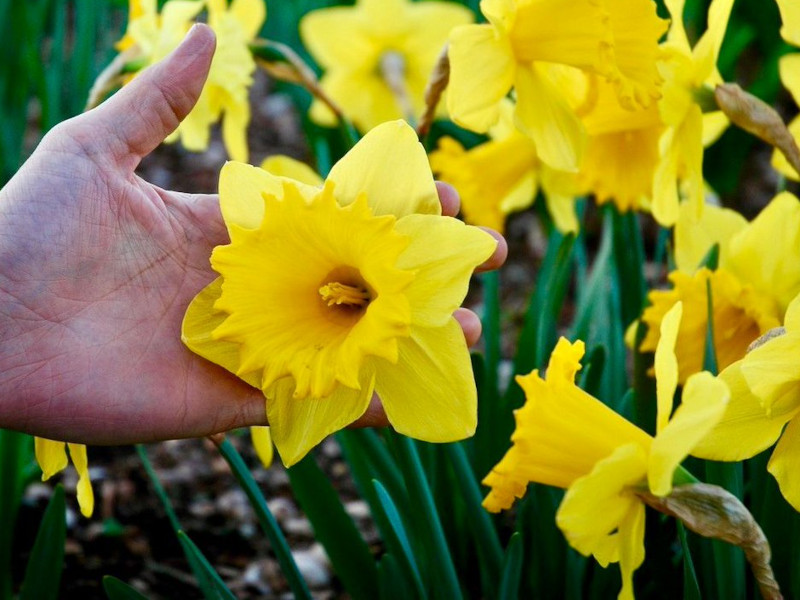 Нарцисс Dutch Master (Дач Мастер) нарцисс dutch master (дач мастер)