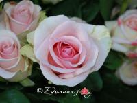 танцующая королева4 танцующая королева4