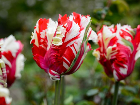 тюльпан Эстелла Рижневальд тюльпан Эстелла Рижневальд