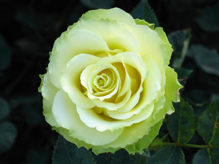 роза амандина роза амандина