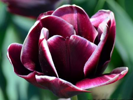 пушкин пушкин