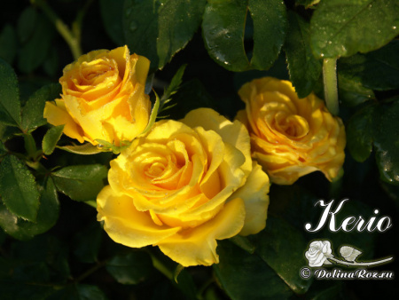 Роза Керио Роза Керио