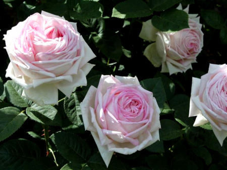 НоменклатураПрисоединенныеФайлы НоменклатураПрисоединенныеФайлы