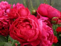 аскот2 аскот2