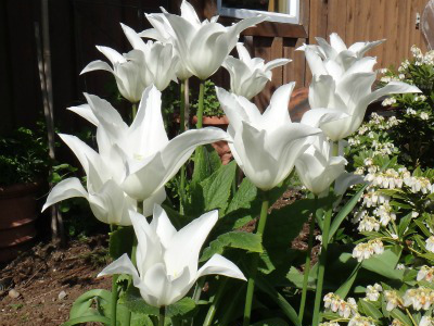 НоменклатураПрисоединенныеФайлы НоменклатураПрисоединенныеФайлы