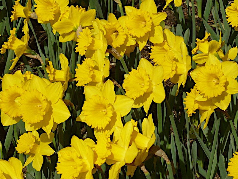 Нарцисс Dutch Master (Дач Мастер) нарцисс dutch master (дач мастер)