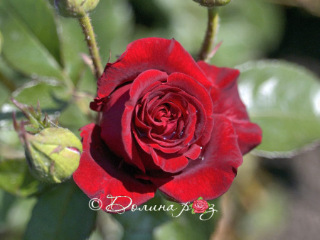 Black Magic (Чёрная Магия) Black Magic (Чёрная Магия)