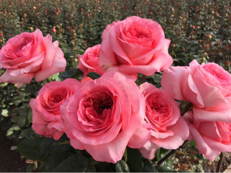 роза London Eye роза London Eye