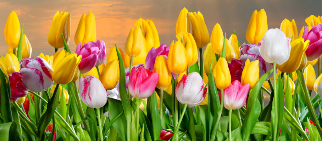 Тюльпаны Тюльпаны